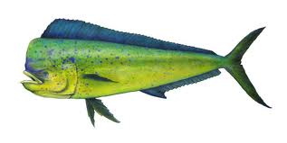 mahi fish fishing information